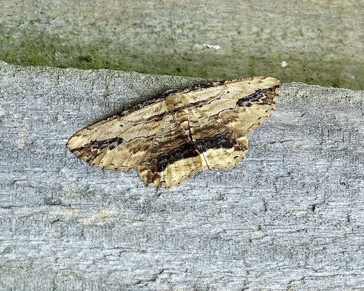 waved umber